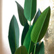 Plantas artificiais
